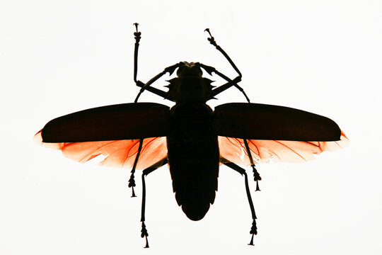 Santa Fe, New Mexico. USA. Entomology collection. Bug close up in silhouette 