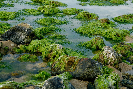Maui, Hawaii. Tidal pool area with moss covered rocks. 