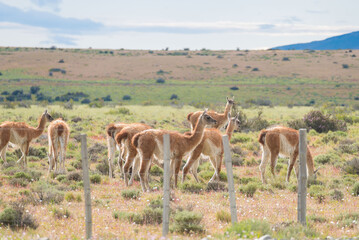 Naklejka premium The guanaco is a camelid native to South America, closely related to the domesticated llama. Scientific name: Lama guanicoe