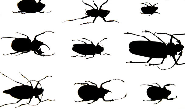 Santa Fe, New Mexico. USA.  Bug specimens in black in white. Entomology collection