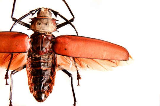 Santa Fe, New Mexico. USA Close up of a bug with orange wings