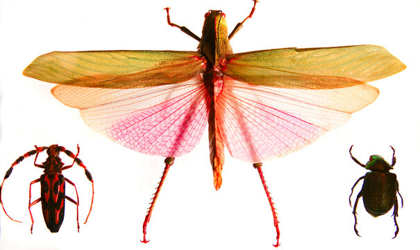 Santa Fe, New Mexico. USA Collection of preserved bugs, including a dragonfly