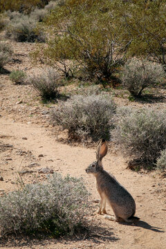 Mojave Desert, Nevada. Desert plant life and Jack rabbit