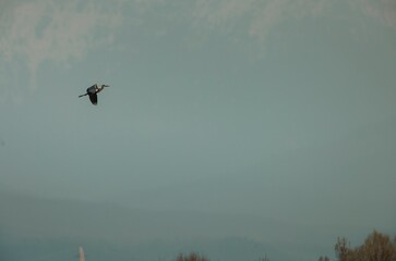 Obraz premium A graceful crane glides effortlessly against a backdrop of soft blue sky and hazy mountains, embodying peace and freedom at early dawn. Nature comes alive in quiet beauty