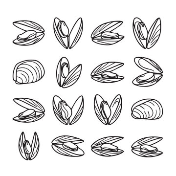 Collection of Hand Drawn Mussels Open and Closed Various Angles Seafood Illustration