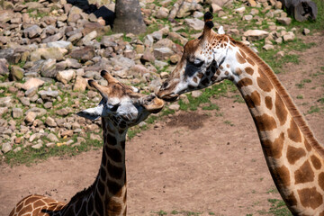 Obraz premium A Mother and Calf Giraffe at the Zoo