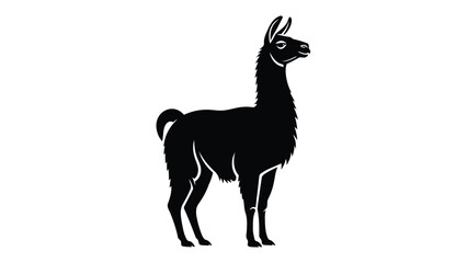 Fototapeta premium Black and white silhouette of a standing llama with long neck and fur Vector