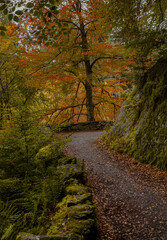 Fototapeta premium Footpath through woodland in the Linn of Tummel, near Pitlochry, Scotland, in autumn colors