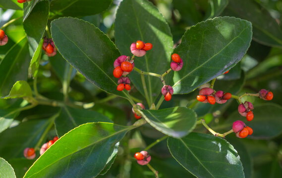 Close-up of Euonymus japonicus shrub with glossy green leaves and vibrant orange seeds in pink capsules. Bright natural sunlight, botanical background