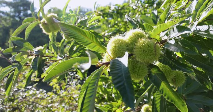 A chestnut tree with nuts on it