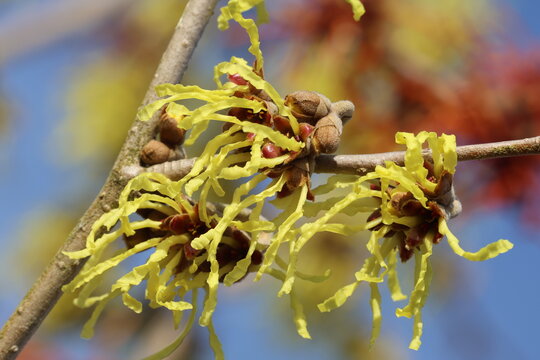 Yellow flowers of Witch hazel on bare grey brown branches.  Hamamelis &times; intermedia 'Arnold Promise'