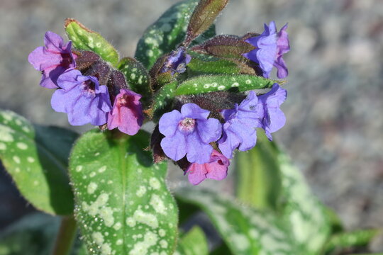 Pulmonaria 'Trevi Fountain'. Close up of cluster of lungwort flowers in shades of violet purple and pink with heavily spotted silver leaves.