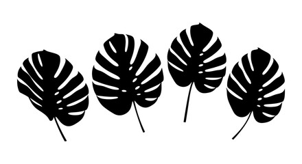 Four monstera leaves arranged in a row a black and white tropical illustration © AvenLys20