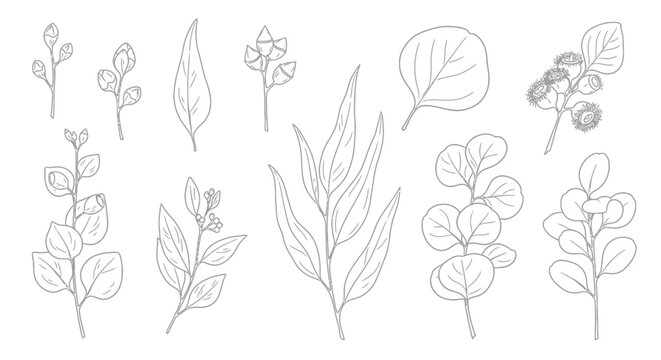 Elegant collection of eucalyptus line art illustrations featuring various leaf shapes and branches, perfect for botanical design projects and natural-themed decorations