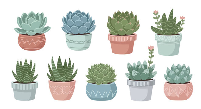 Collection of Potted Succulent Plants in Various Styles and Colors