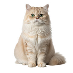 Obraz premium Elegant white and cream-colored long-haired cat sitting gracefully on a plain background isolated on transparent background