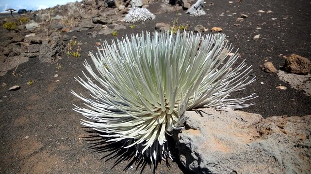 Haleakala Silversword. The most iconic and famous endemic plant in Haleakala National Park, Maui, Hawaii. High quality 4k footage