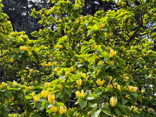 Yellow magnolia tree in full bloom. © OLENA LIALINA