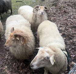 Obraz premium Dutch sheep in a farm nature park, Doetinchem, Netherlands