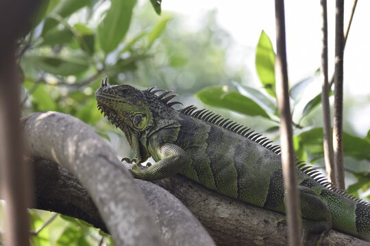 Iguana reptil en su habitad natural selva