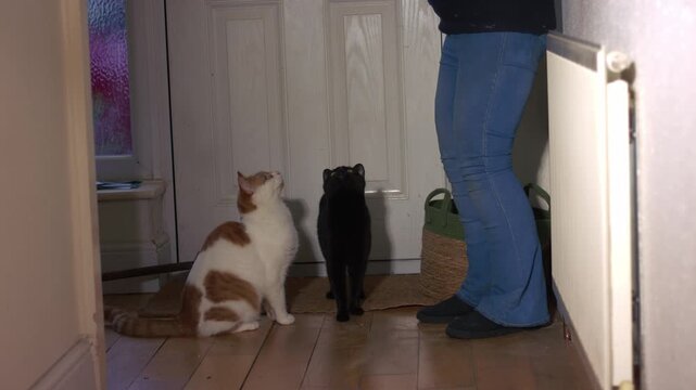 Cute black cat and ginger cats waiting for food treats from owner