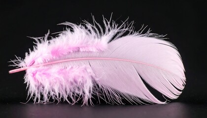 Obraz premium Delicate pink feather on black background, soft and airy.