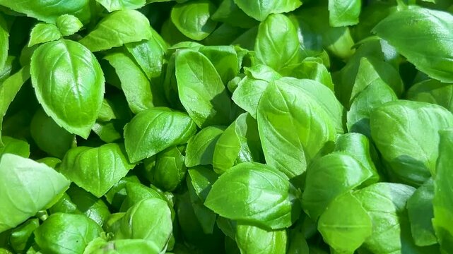 Basil plants top view, tracking shot on fresh Basil leaves, green basil close up full frame