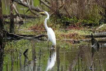 Obraz premium Great Egret (Ardea alba) Ardeidae family. Fortaleza - Ceará, Brazil.