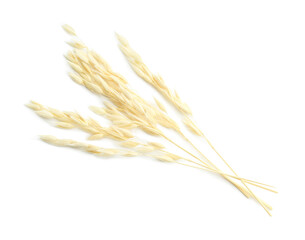 Many ears of oat isolated on white, top view