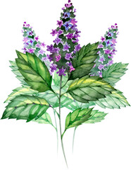 Hand-drawn watercolor illustration of a Patchouli plant Pogostemon cablin. The composition features lush green serrated leaves and delicate purple flower spikes, perfect for herbal, cosmetic