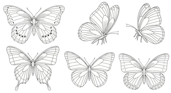butterfly line art illustrations, insect wings, monochrome design