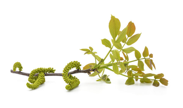 Blossoming walnut branch with young leaves isolated on a white background.
