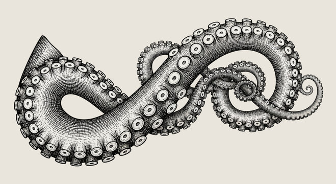 octopus tentacles illustration, vintage engraving of marine animal