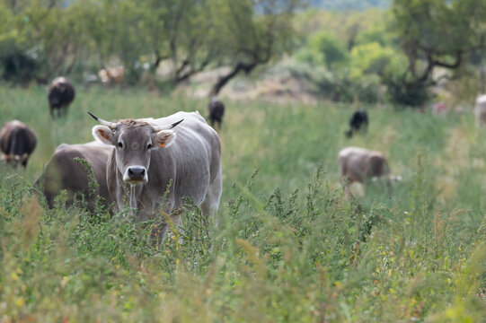 Vaca parda de monta&ntilde;a pastoreando en la abella de la conca