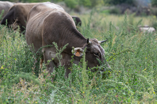 Vaca parda de monta&ntilde;a pastoreando en la abella de la conca