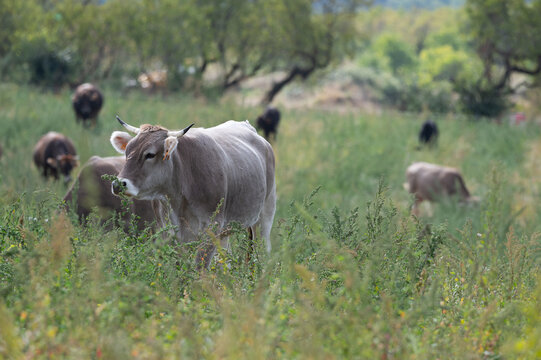 Vaca parda de monta&ntilde;a pastoreando en la abella de la conca