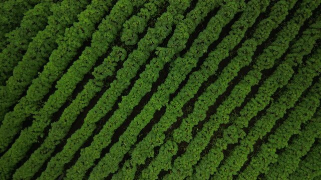 Top down circling aerial of lush green crops in La Fortuna Costa Rica