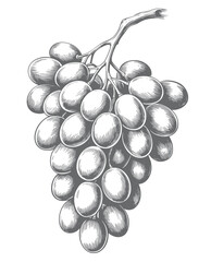 Vineyard grape bunch sketch. Grape antique style botanical illustration with detailed engraving lines.  © Artverza