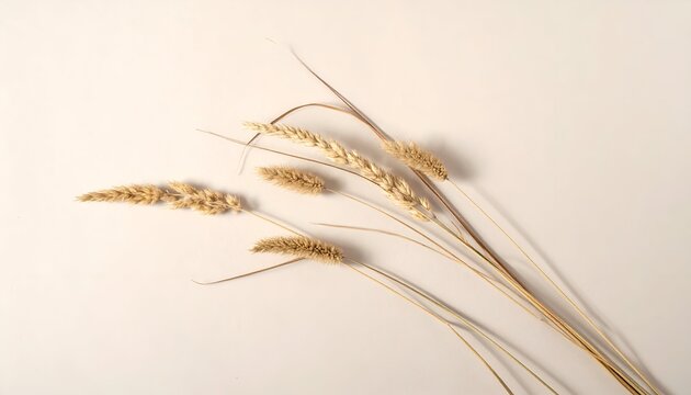 Dry grass