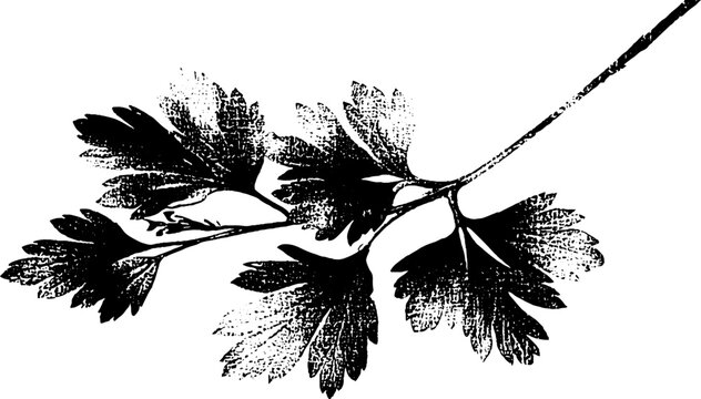 Celery rib strings stencil style high contrast abstract design for art and decoration