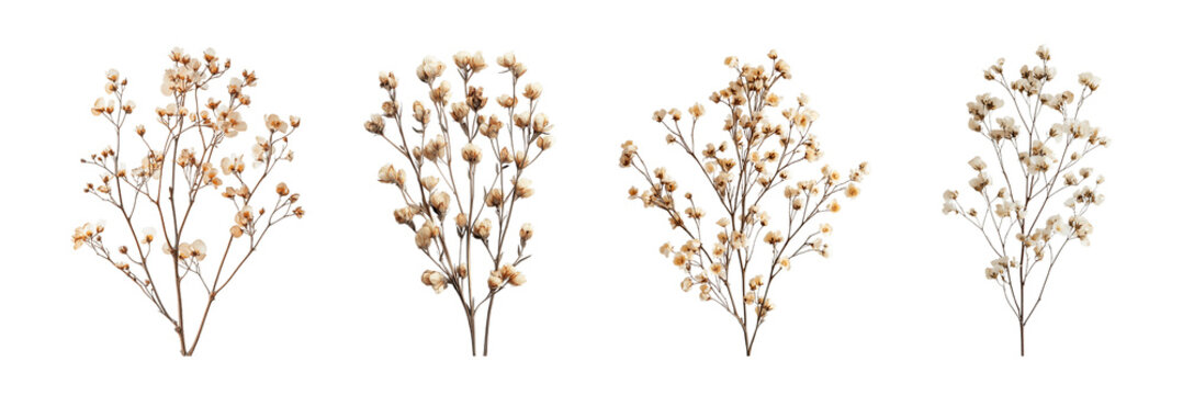 Pressed dried wild flowers botanical set isolated floral elements for wedding decor stationery collage and natural design on transparent background