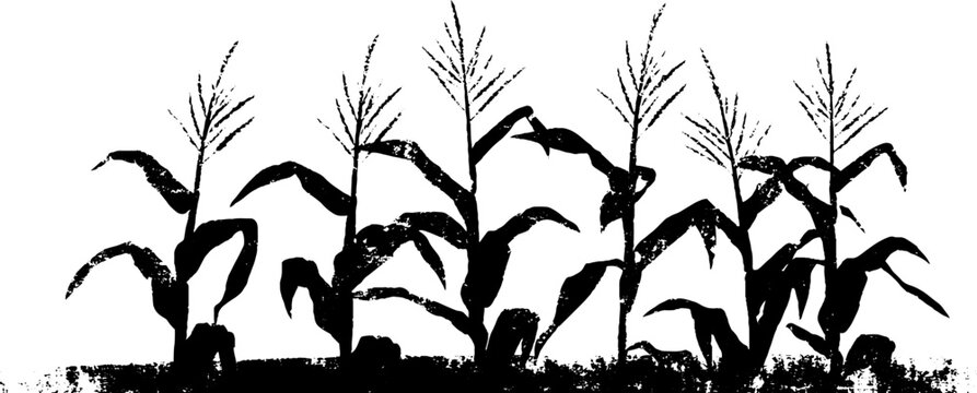 Abstract grunge corn row furrows in stencil style for rustic design or agriculture-themed decor