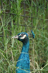 Obraz premium Majestic Peacock Feeding in Green Grass