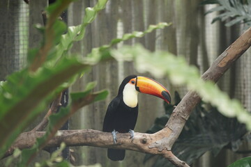 Obraz premium Vibrant Toco Toucan Perched in a Lush Green Habitat