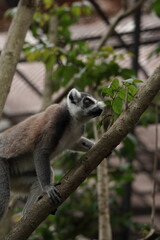 Fototapeta premium Ring-tailed Lemur in a Tree, Wildlife Photography
