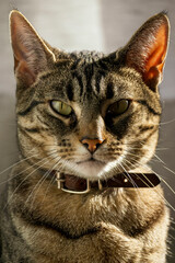 Fototapeta premium portrait of a cat