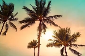 Obraz premium Tropical Palm Trees silhouette against a Colorful Sunset, Serene Nature Setting background 