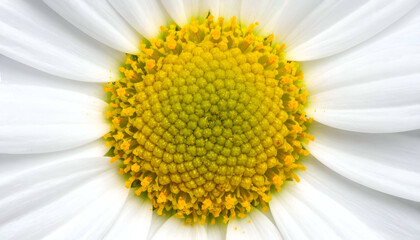Close-up view reveals a vibrant, symmetrical blossom. White petals fan out from a textured yellow-gold center. The soft focus enhances delicate details