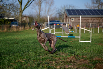 weimaraner catching a treat