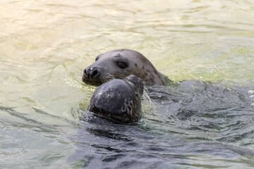 A common seal (phoca vitulina) and a grey seal (halichoerus grypus) swimming in the water together © tom